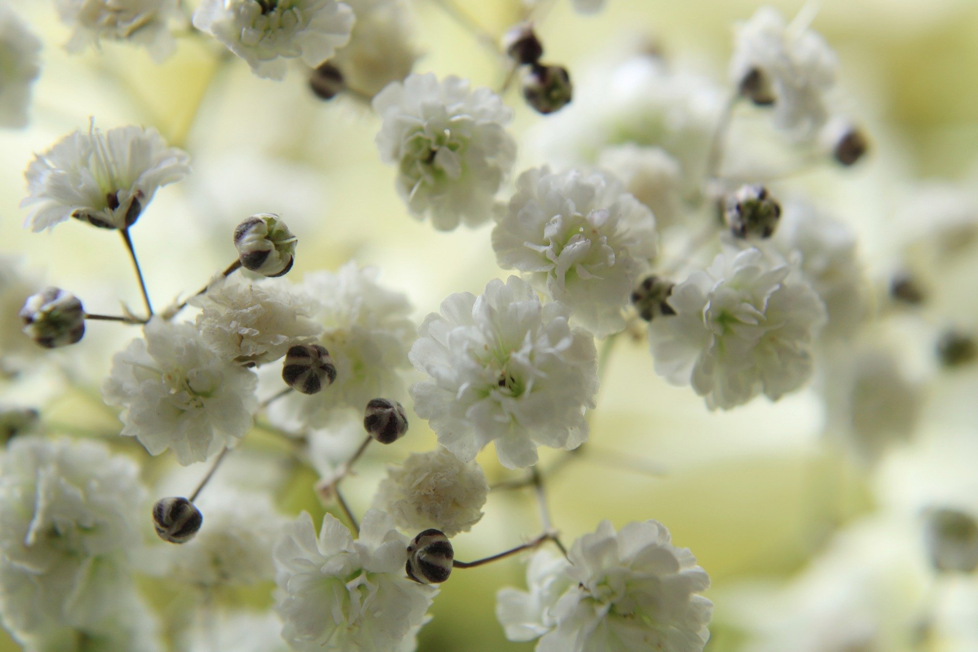 Aromaterapia das Flores — Quais Flores Têm Aromas que Nos Fazem Bem?