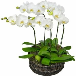 Sofisticadas Orquideas Phalaenopsis