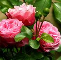 Como Cultivar Roseiras em Casa?