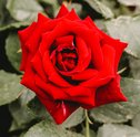 Mostre seu amor com uma rosa