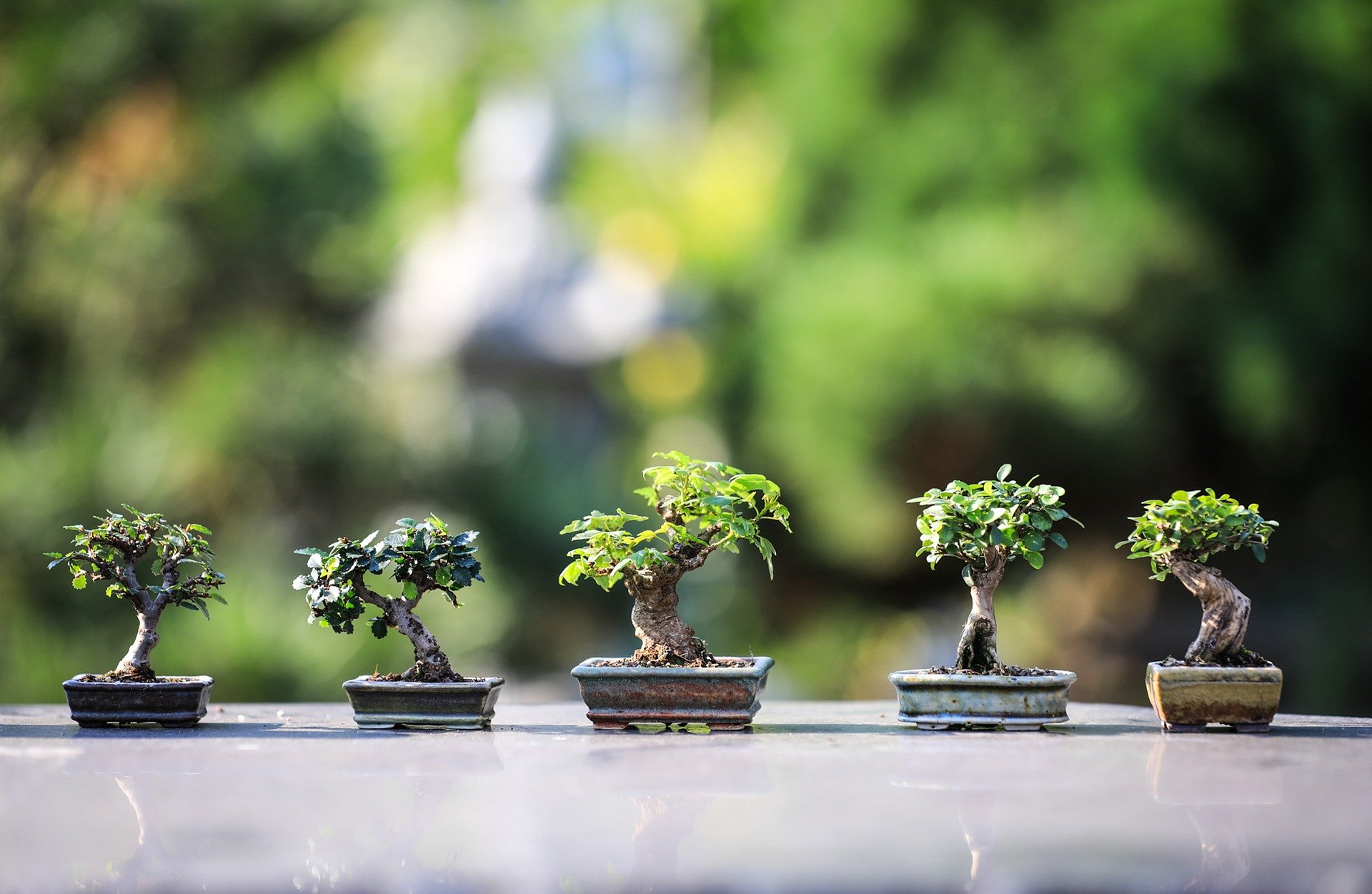 Bonsai: Conheça o seu significado espiritual