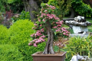 significado do bonsai