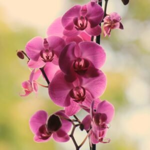 orquideas raras brasileiras close