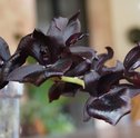 Conheça as 7 espécies de orquídeas raras no mundo