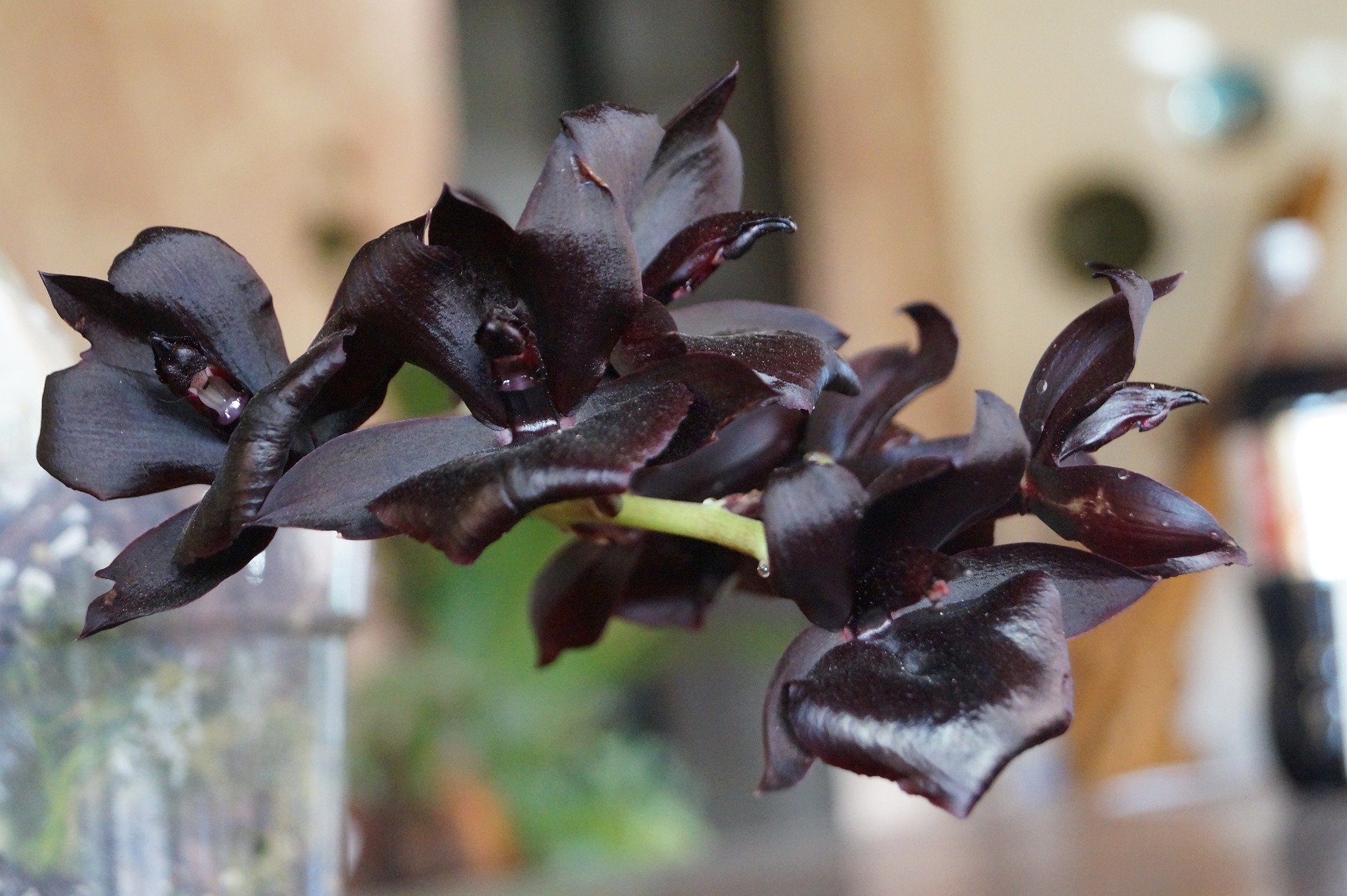 Conheça 7 espécies de orquídeas raras difíceis de encontrar no mundo
