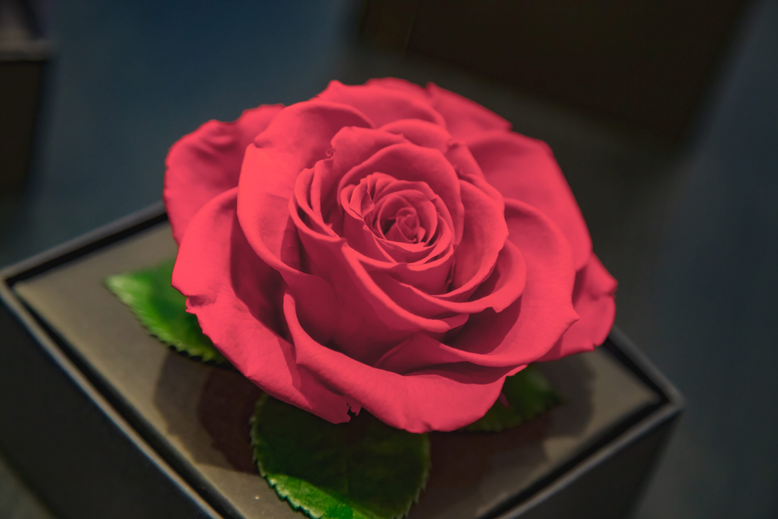 Blog da Giu | Veja como cuidar da Rosa Encantada