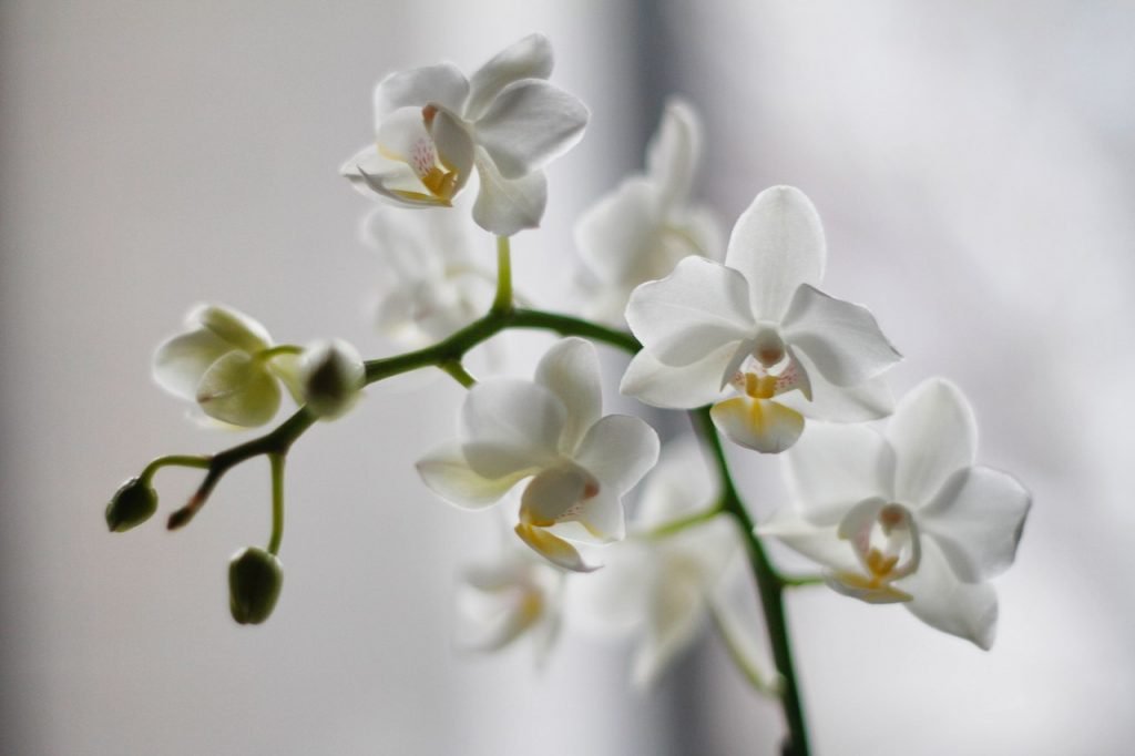 Confira o significado das orquídeas de acordo com sua cor