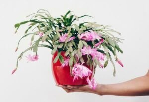 vaso com flores de maio Vaso de parede