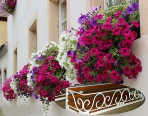 Lindos vasos de flores em janelas