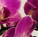 Conheça os Tipos de Orquídeas e Seus Significados