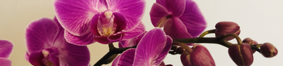 Conheça os Tipos de Orquídeas e Seus Significados
