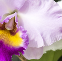 Como fazer mudas de Orquídeas