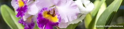 Como fazer mudas de Orquídeas