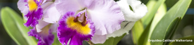 Conheça as 7 espécies de orquídeas raras no mundo