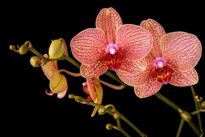 Conheça as melhores orquídeas para decoração