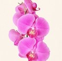 Festival de orquídeas- sua casa mais elegante!