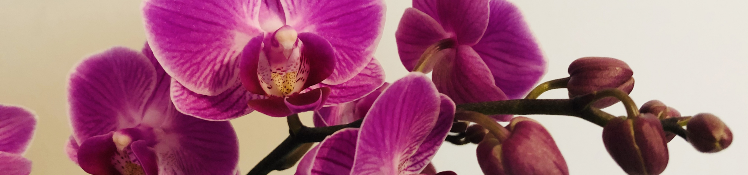 Saiba como cuidar de orquídeas