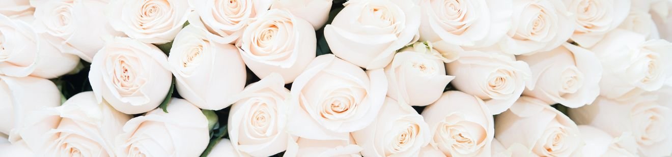 Qual o significado das rosas brancas? Descubra! 