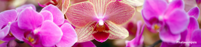 Tudo sobre Orquídeas