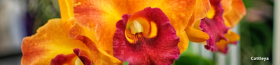 Ideias de arranjos de Orquídeas