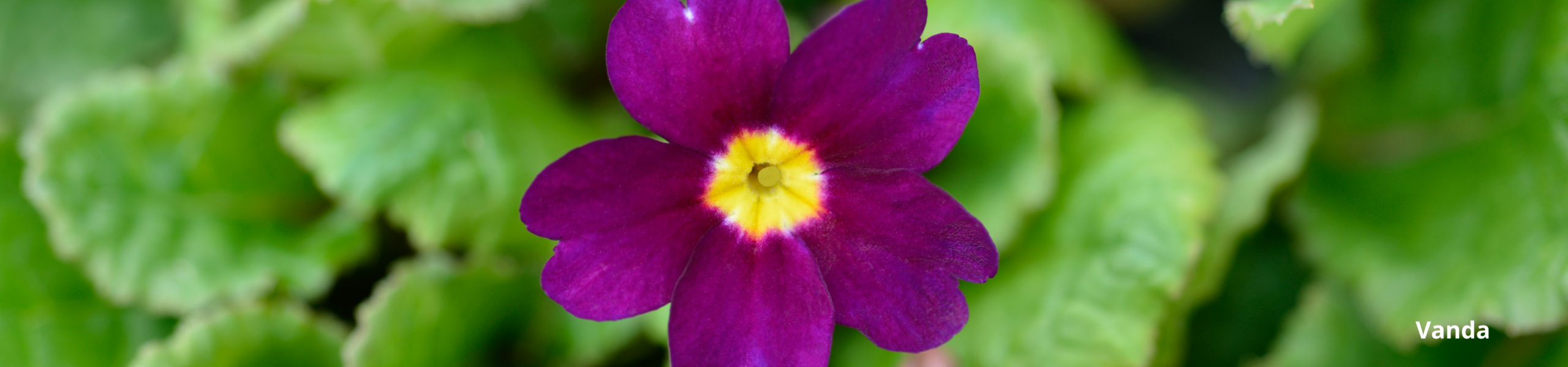 Ideias de arranjos de Orquídeas