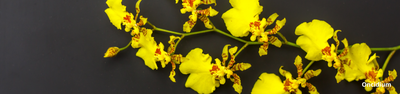 Aprenda a Plantar Orquídeas: Guia Completo para Iniciantes