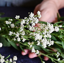 Como Fazer Arranjos de Flores: Dicas da Giuliana Flores