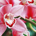 Assinatura de Orquídeas: conheça o Clube da Giu