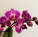 Saiba o que significa presentear alguém com orquídea: um gesto repleto de elegância e afeto