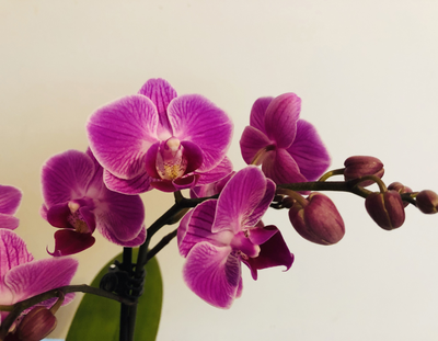 Saiba o que significa presentear alguém com orquídea: um gesto repleto de elegância e afeto
