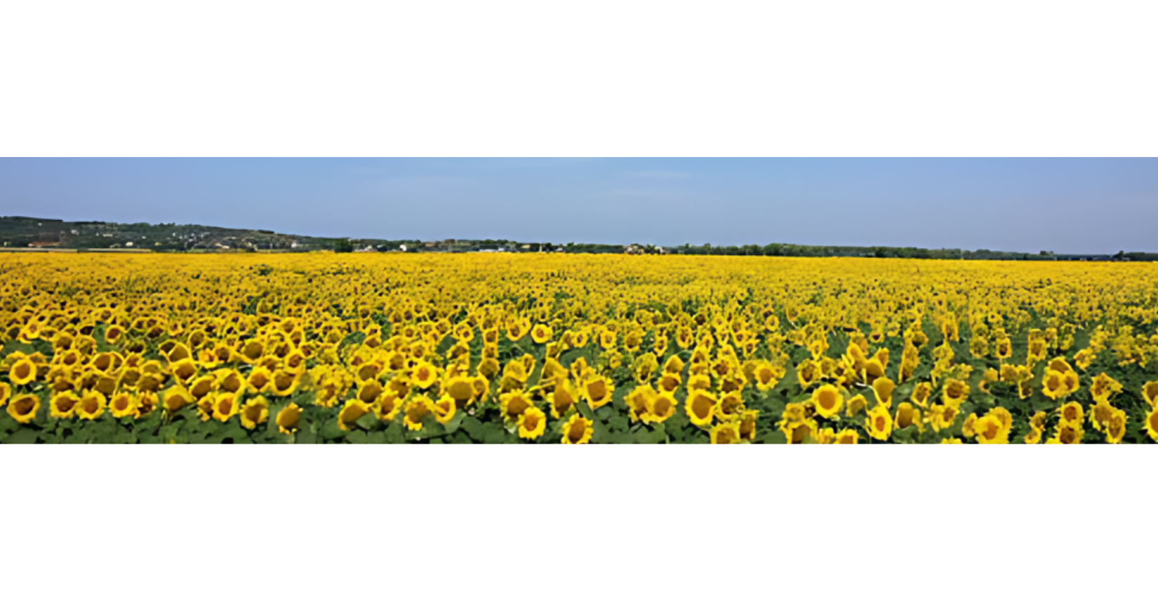 Setembro: O Mês das Flores
